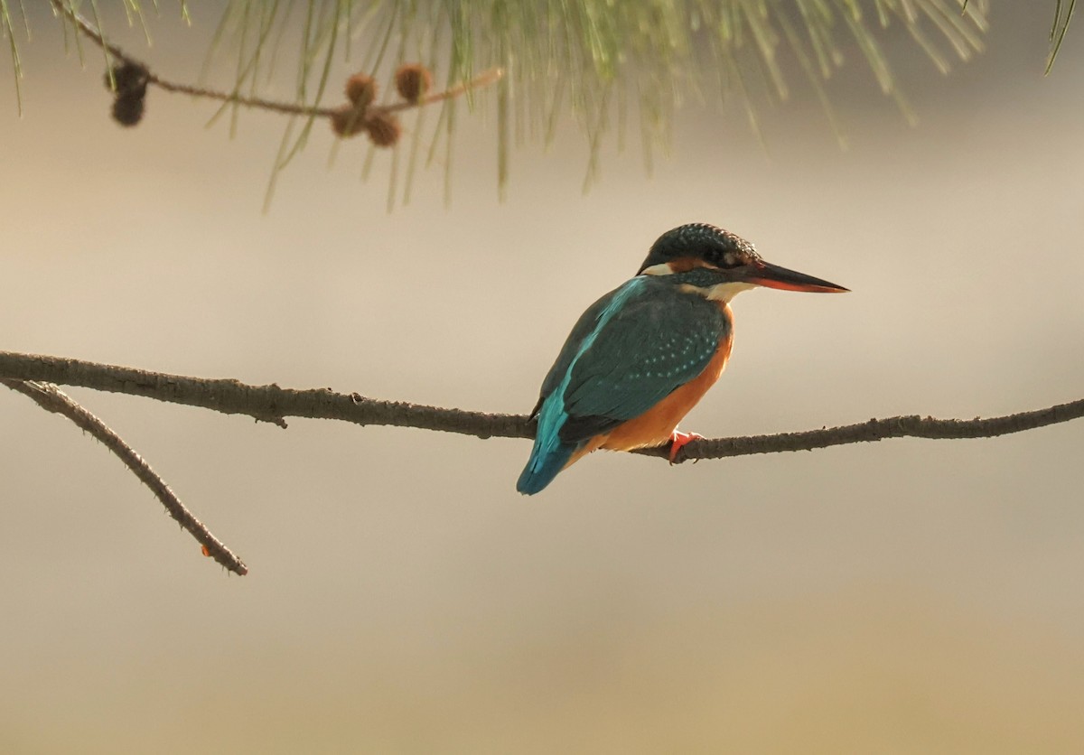 Common Kingfisher - ML645947033
