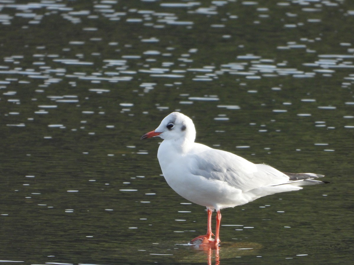 Black-headed Gull - ML645947037