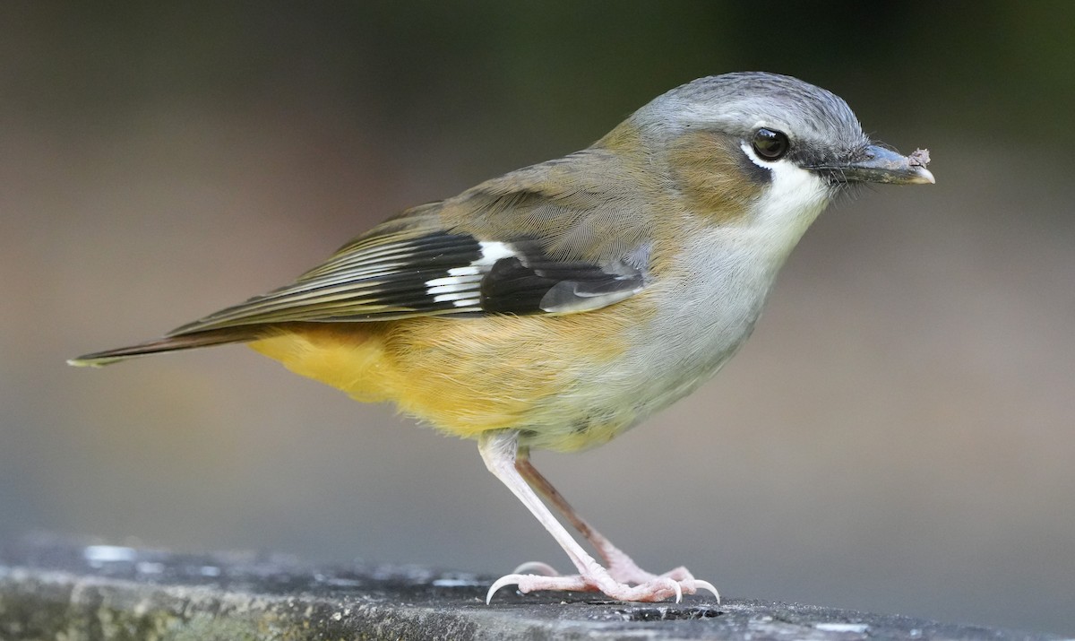 Gray-headed Robin - ML645947039