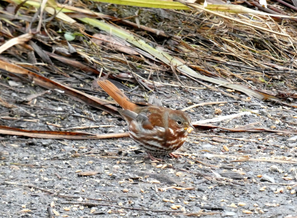 strnadec kaštanový - ML645947040