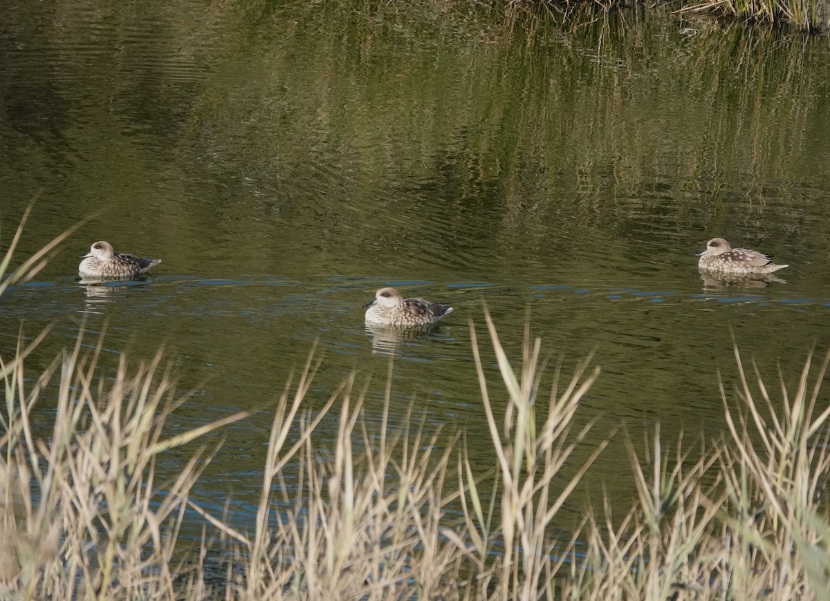 Zertzeta marmolairea - ML645947055