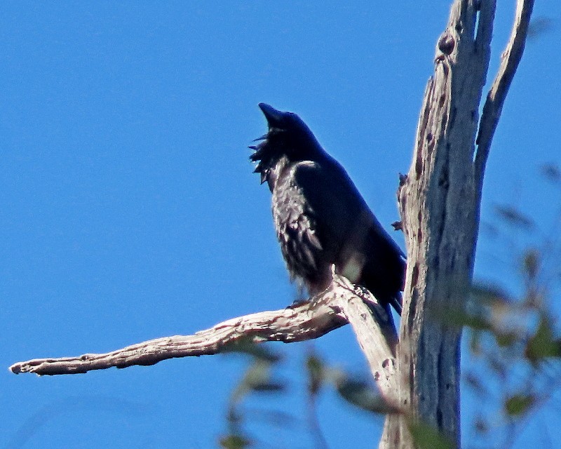 Common Raven - ML645947060