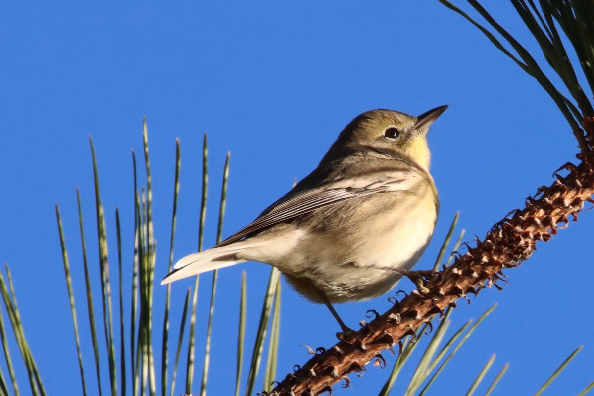 Pine Warbler - ML645947062