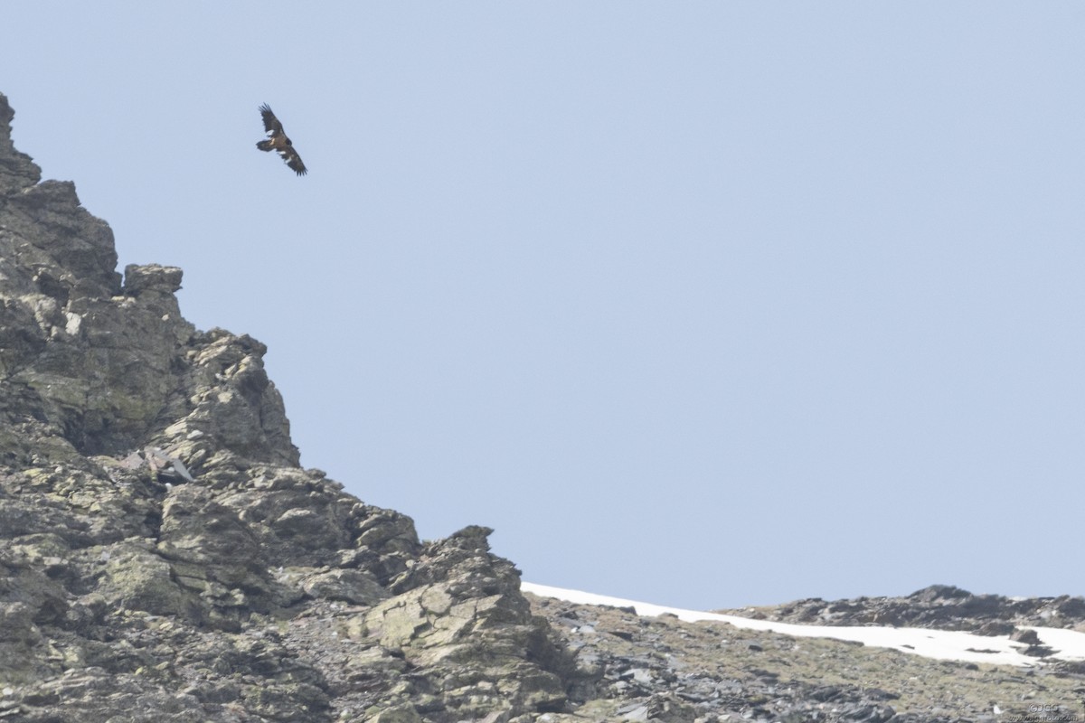 orlosup bradatý - ML645947071