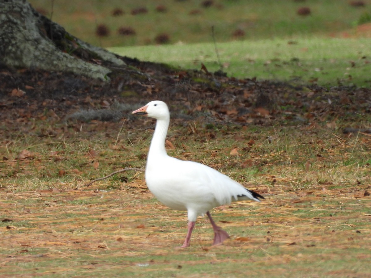 Snow Goose - ML645947075