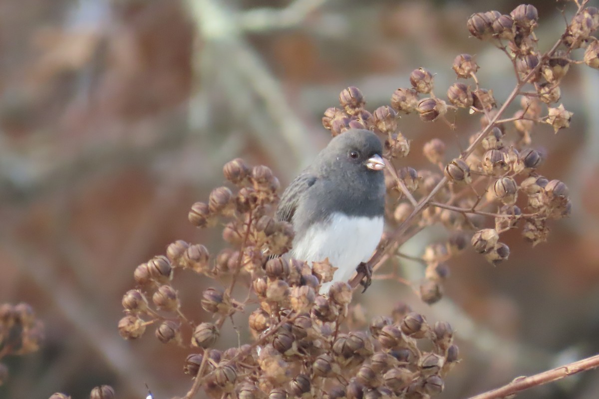 strnadec zimní - ML645947079