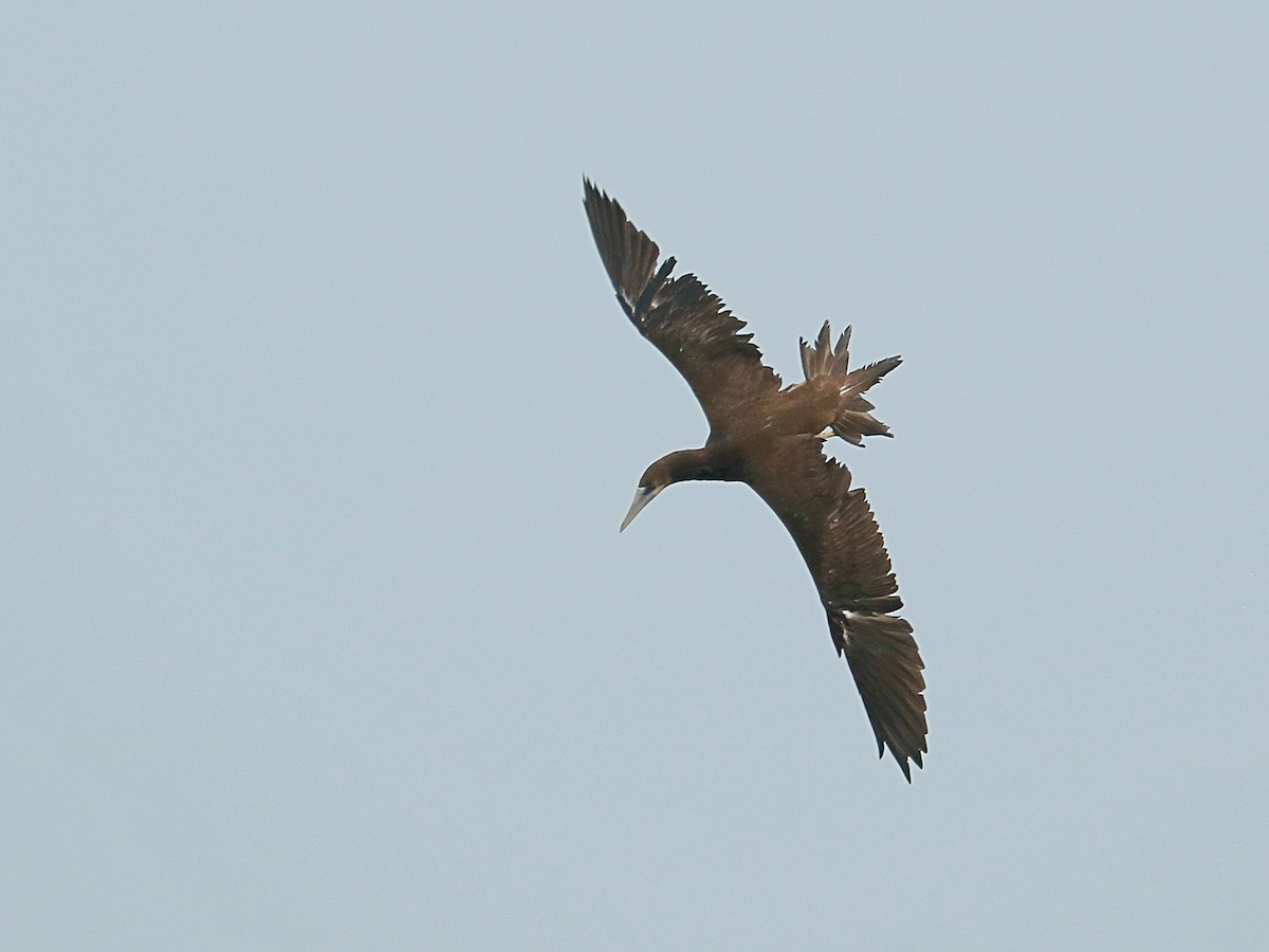 Brown Booby - ML645947080