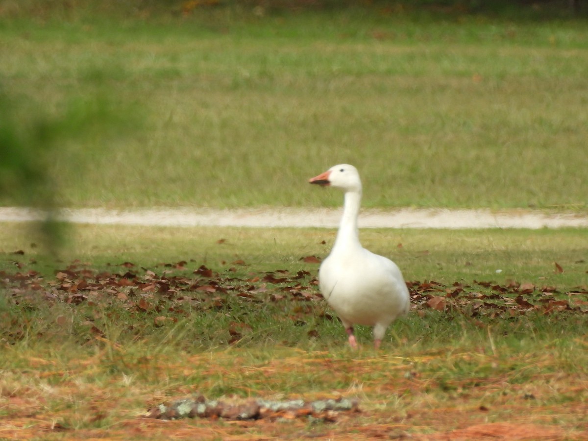 Snow Goose - ML645947084