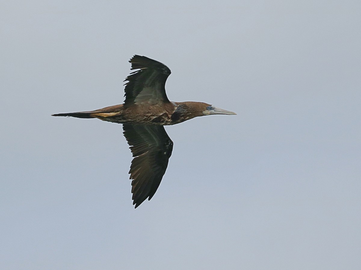 Brown Booby - ML645947086