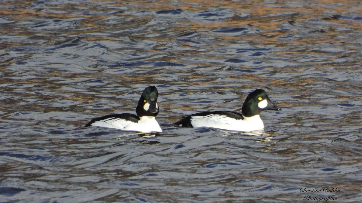 Common Goldeneye - ML645947088