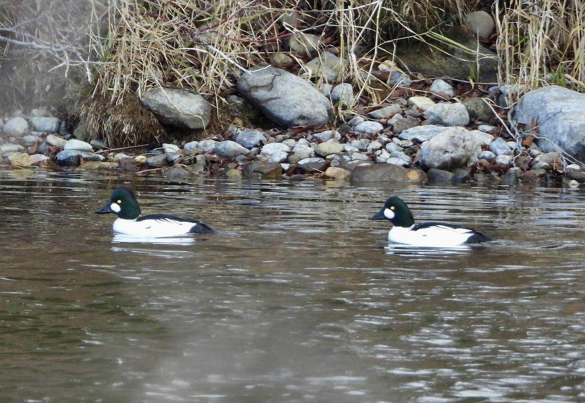 Common Goldeneye - ML645947089