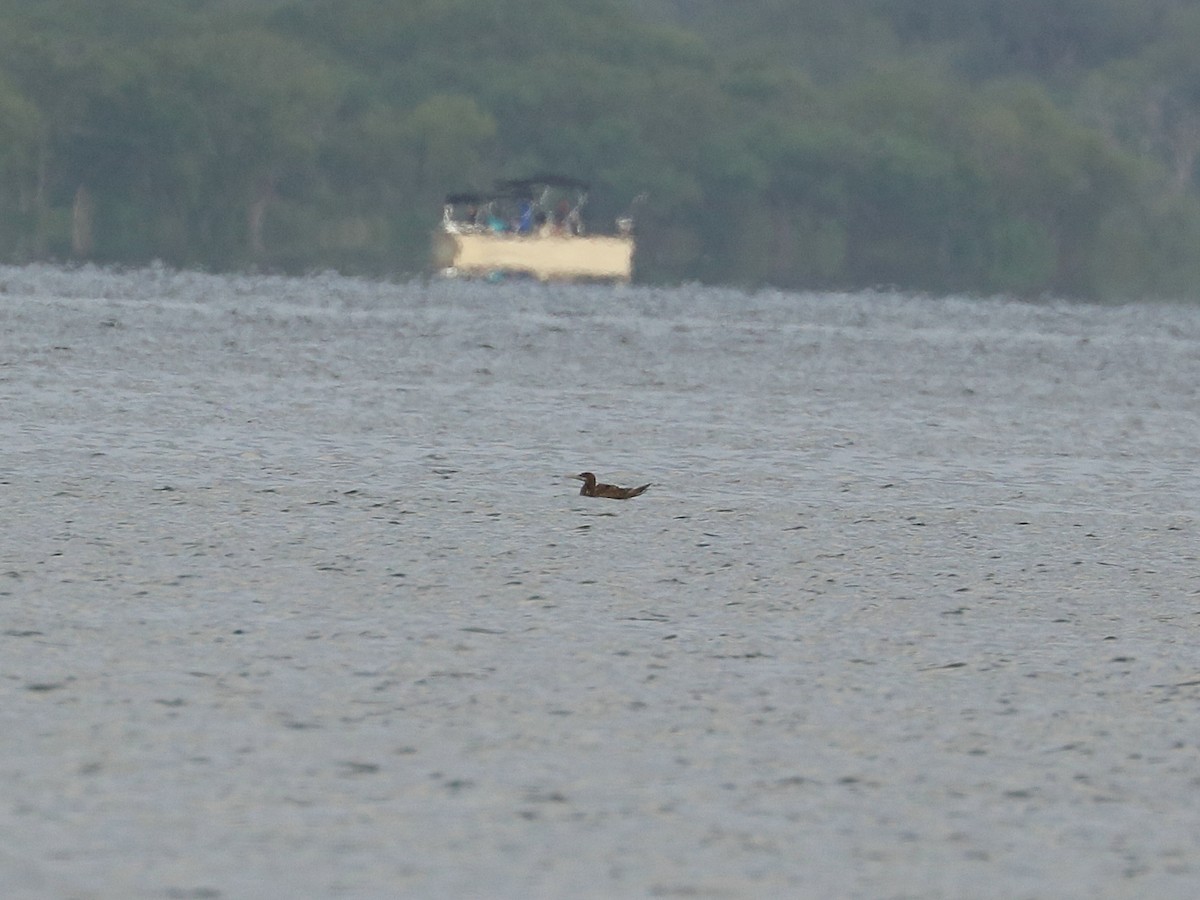 Brown Booby - ML645947091