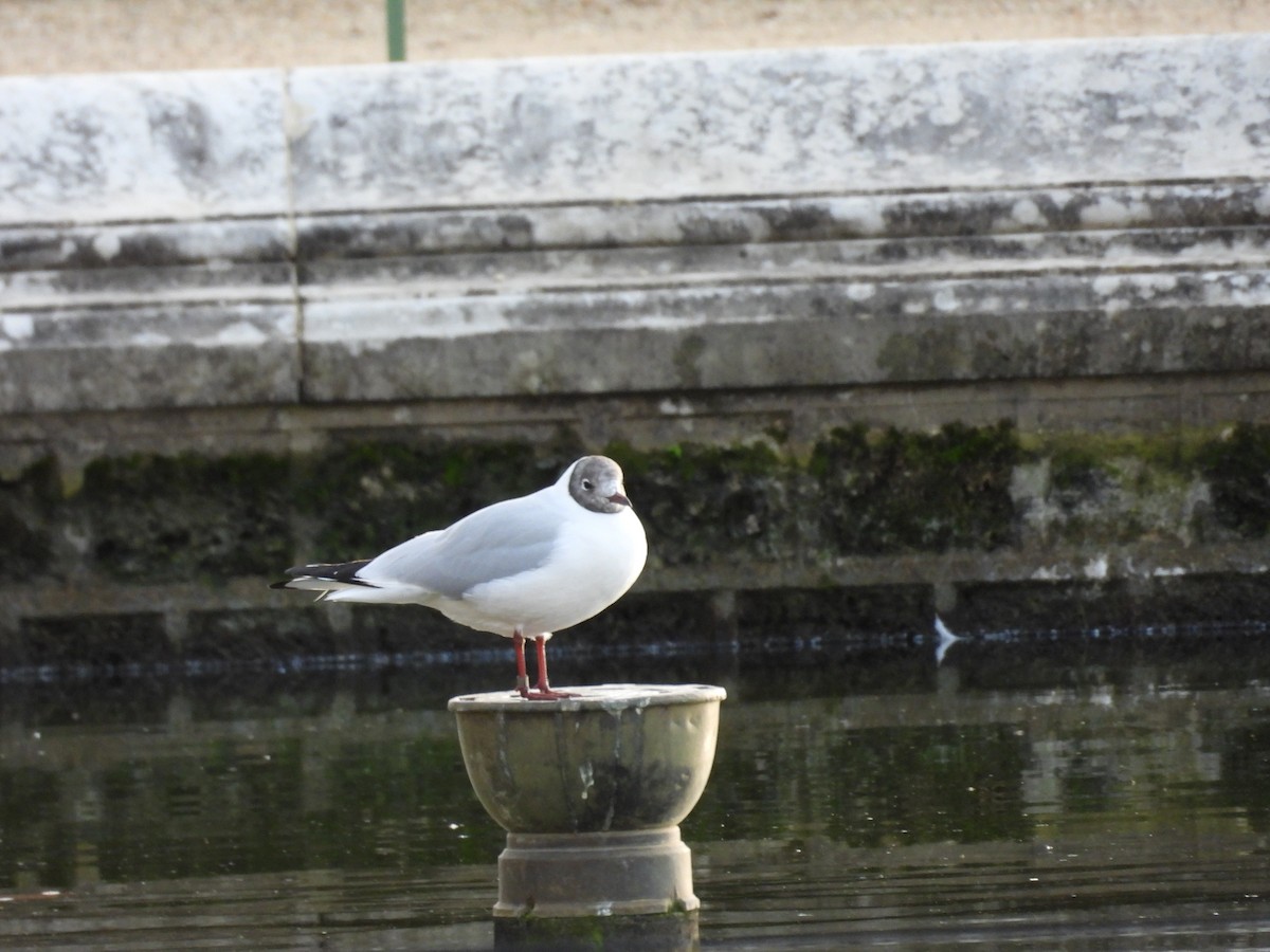 ユリカモメ - ML645947093