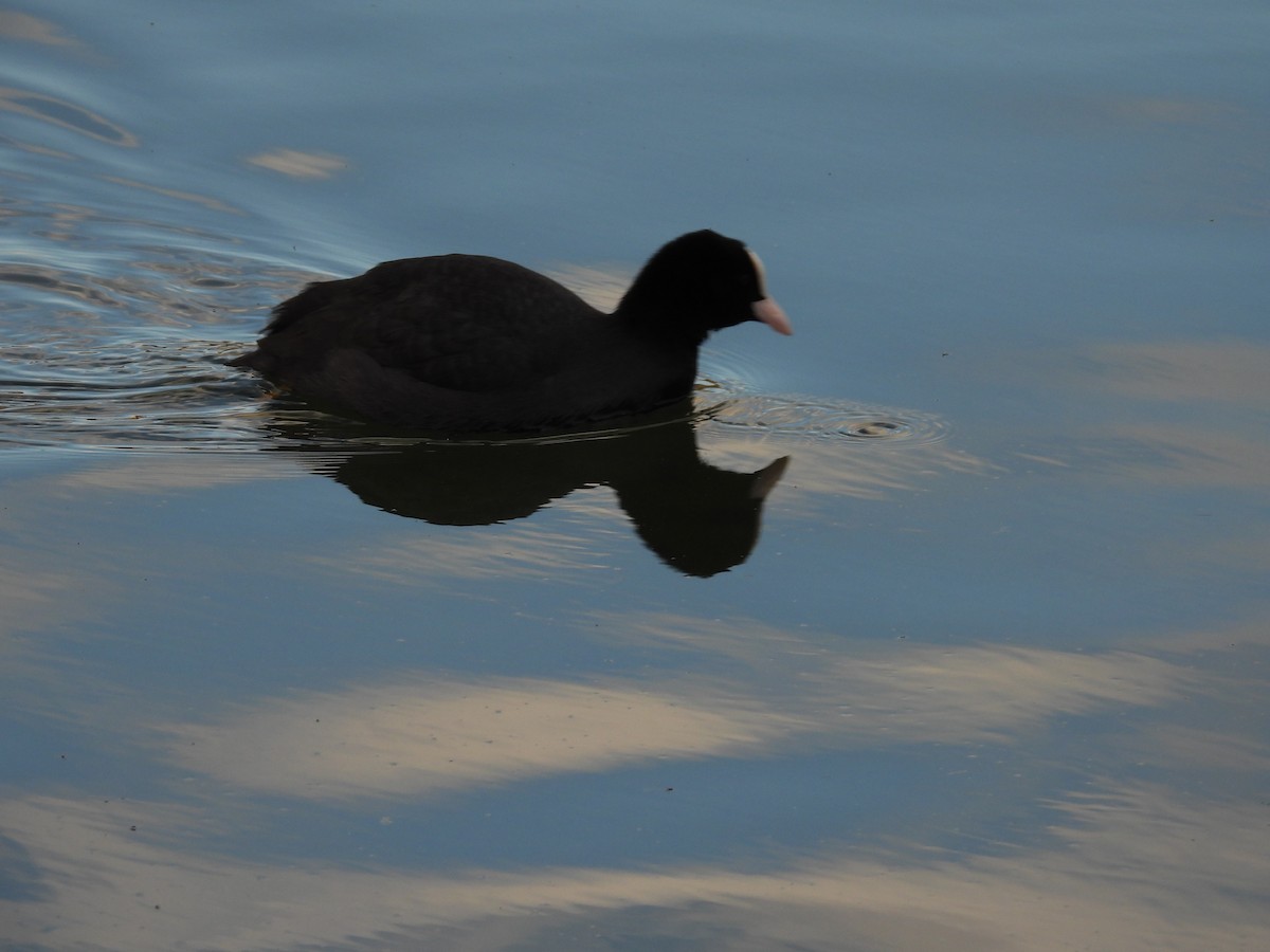 Eurasian Coot - ML645947096