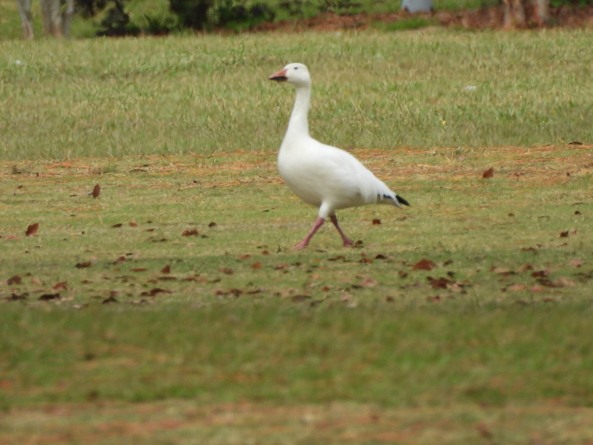 Snow Goose - ML645947097