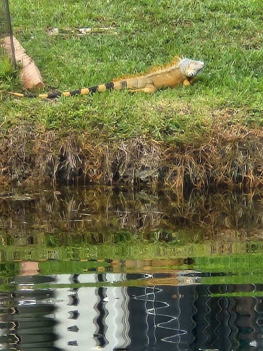 動物界 - ML645947098