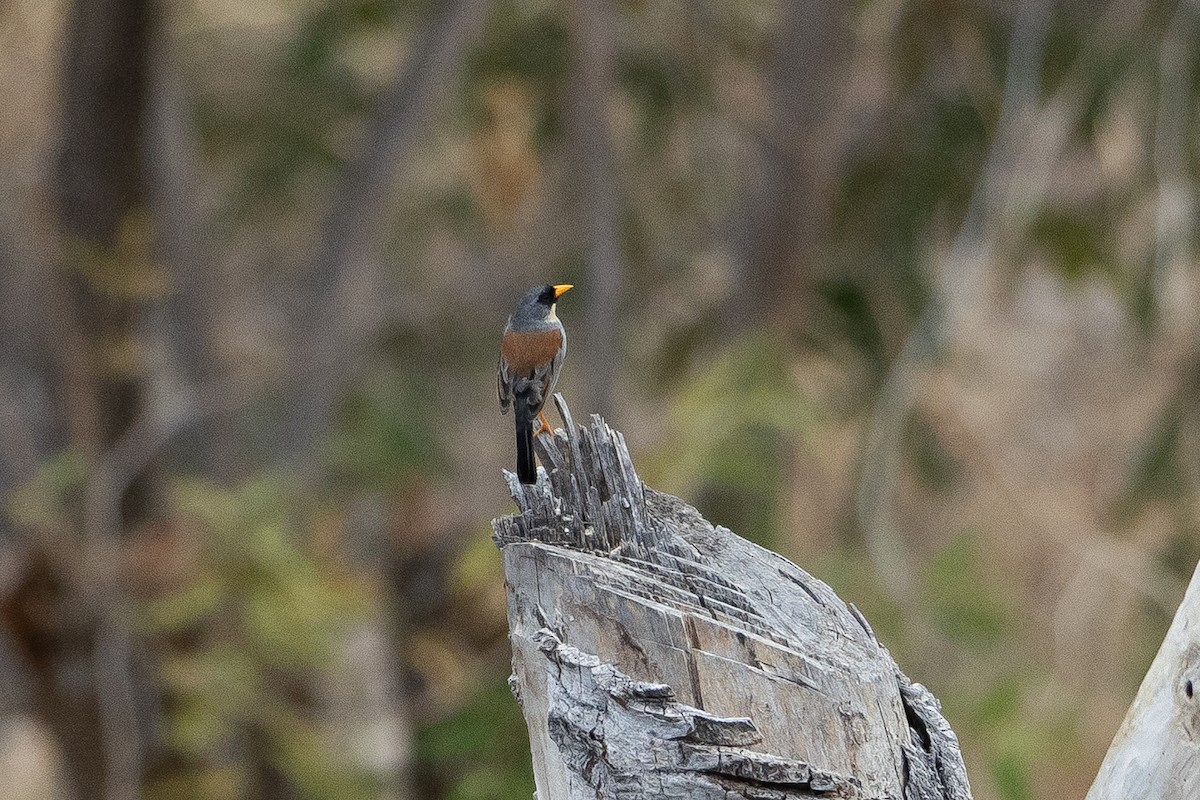 Incaspiza Bigotudo - ML645947100