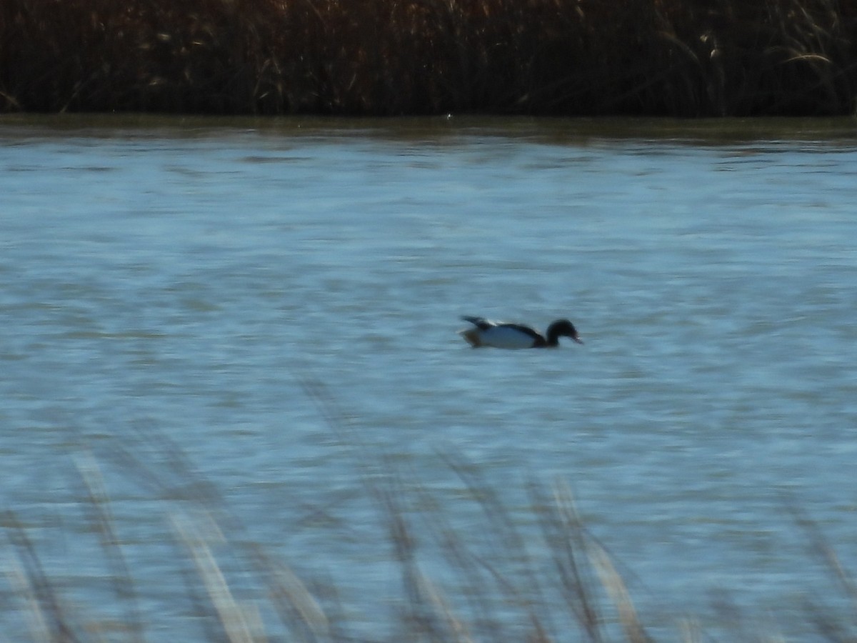 Common Shelduck - ML645947111