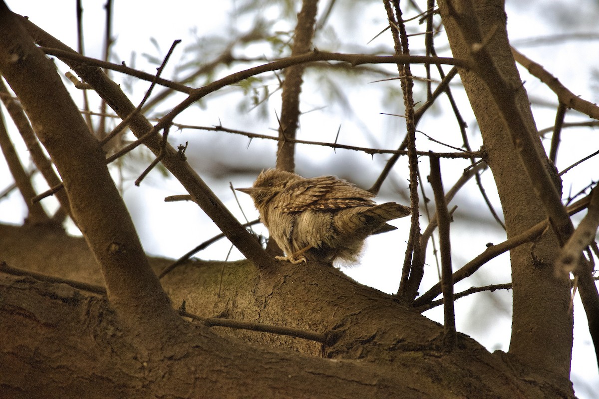 Eurasian Wryneck - ML645947112