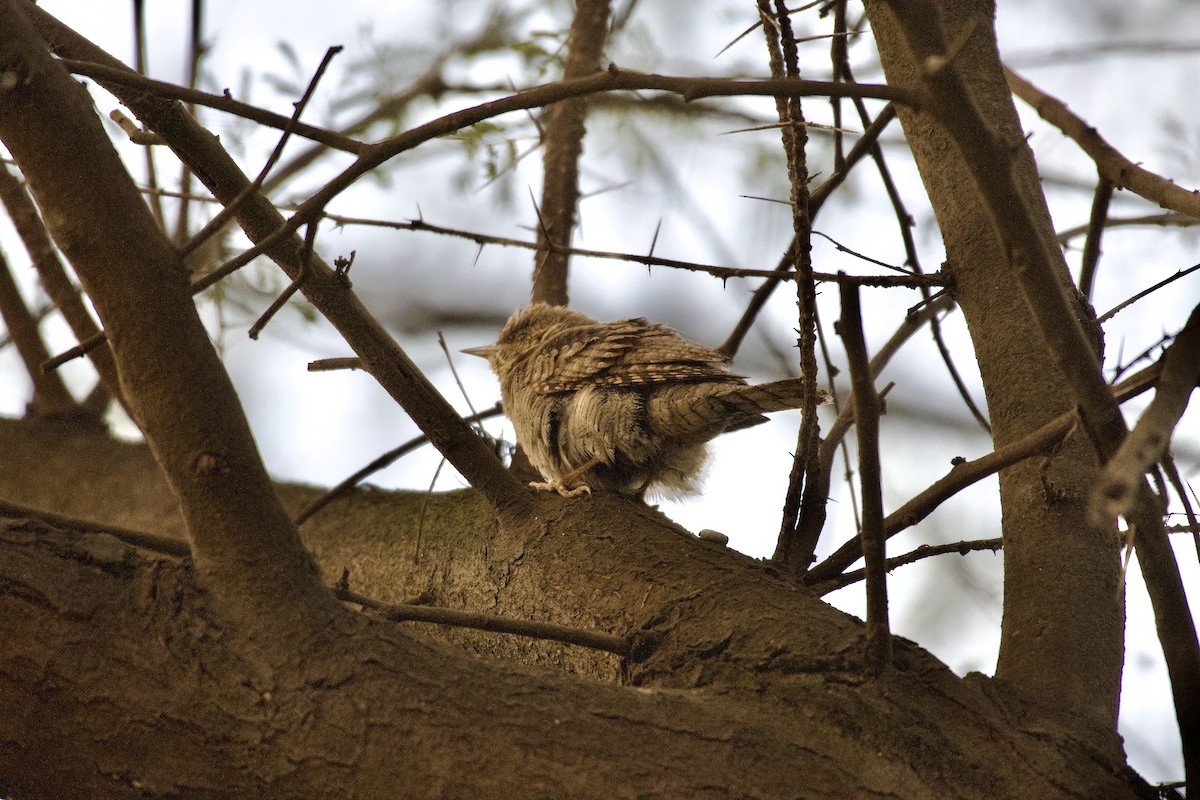 Eurasian Wryneck - ML645947113