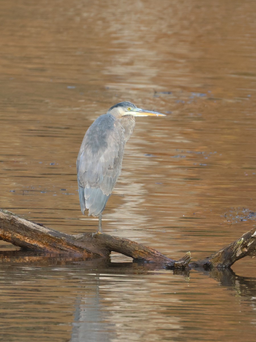 Great Blue Heron - ML645947114