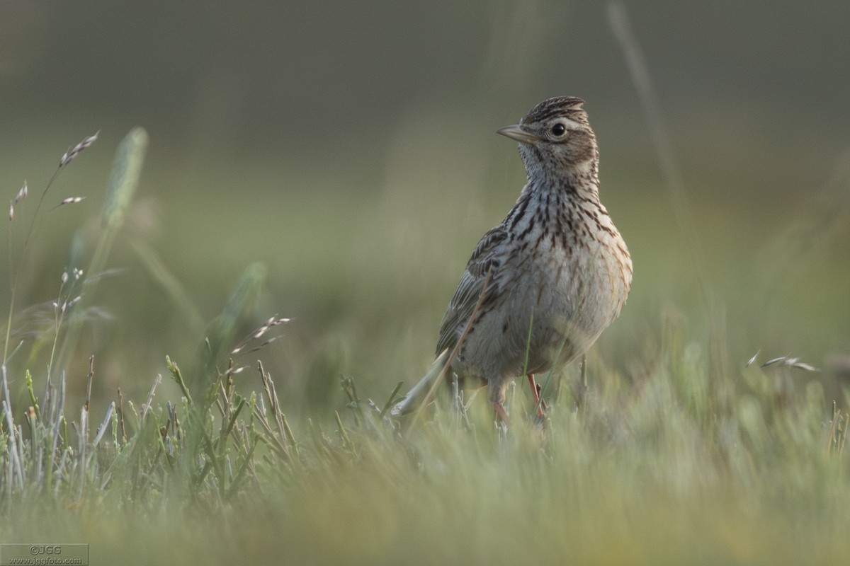Eurasian Skylark - ML645947115