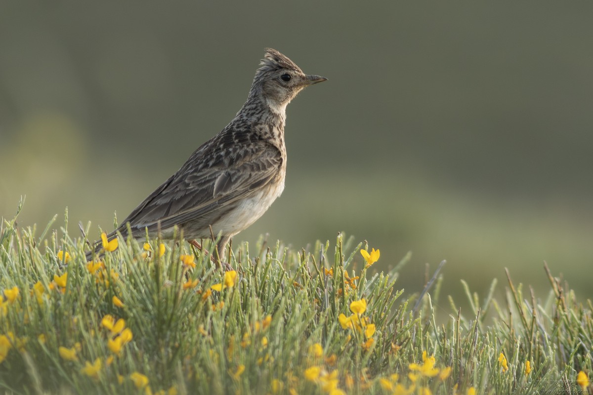 Eurasian Skylark - ML645947116