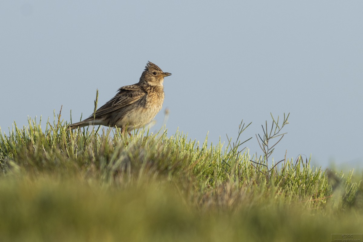 Eurasian Skylark - ML645947117