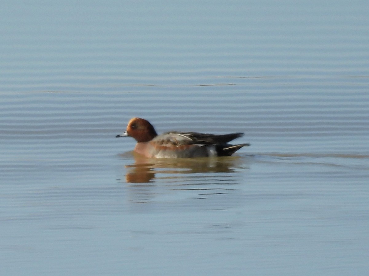 Eurasian Wigeon - ML645947118