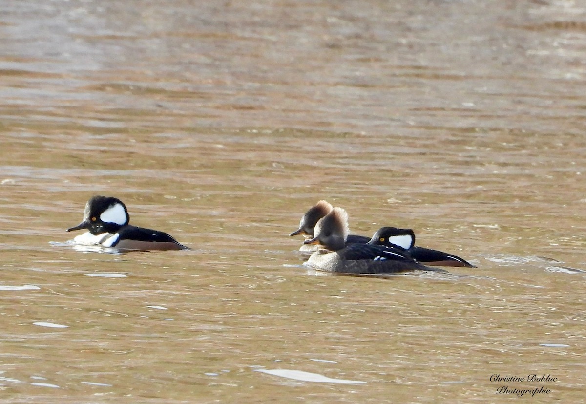 Hooded Merganser - ML645947120