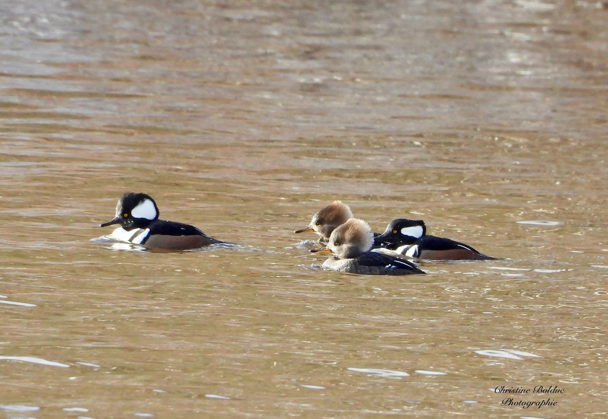 Hooded Merganser - ML645947121