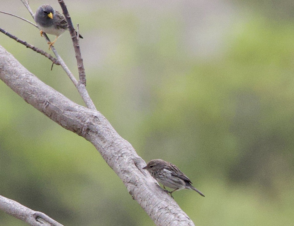 Ash-breasted Sierra Finch - ML645947122