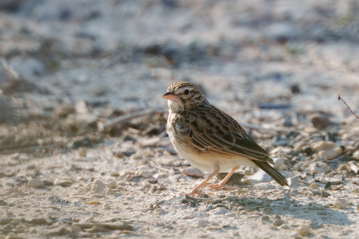 Madagascar Lark - ML645947123