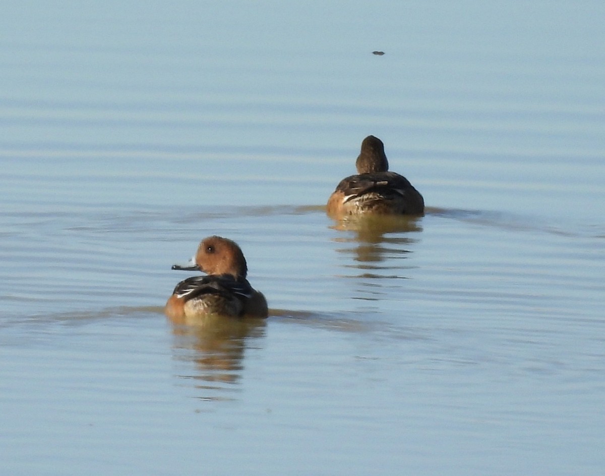 Eurasian Wigeon - ML645947124