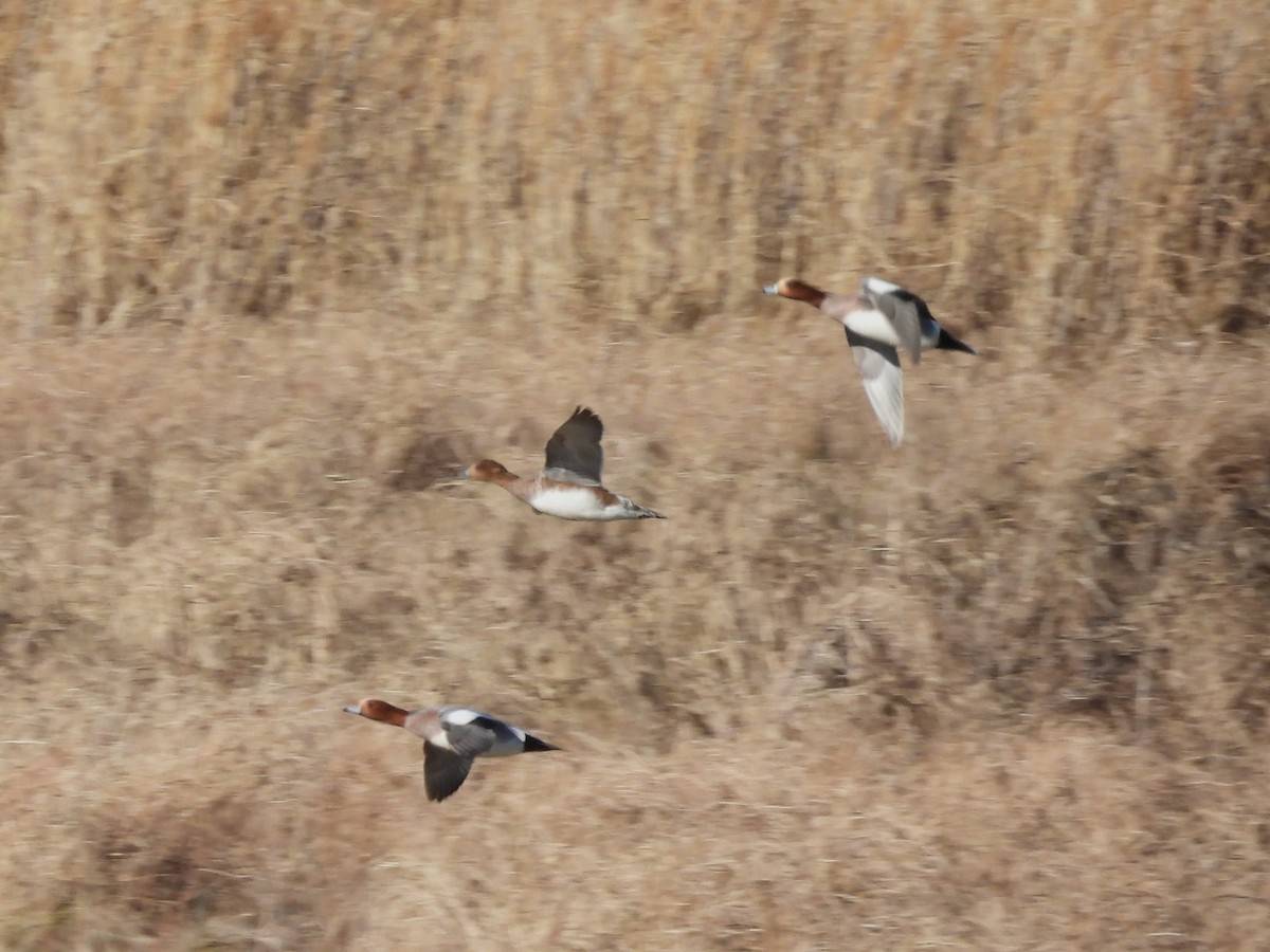 Eurasian Wigeon - ML645947128