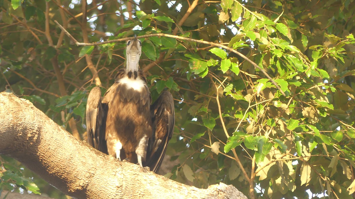 Hooded Vulture - ML645947129