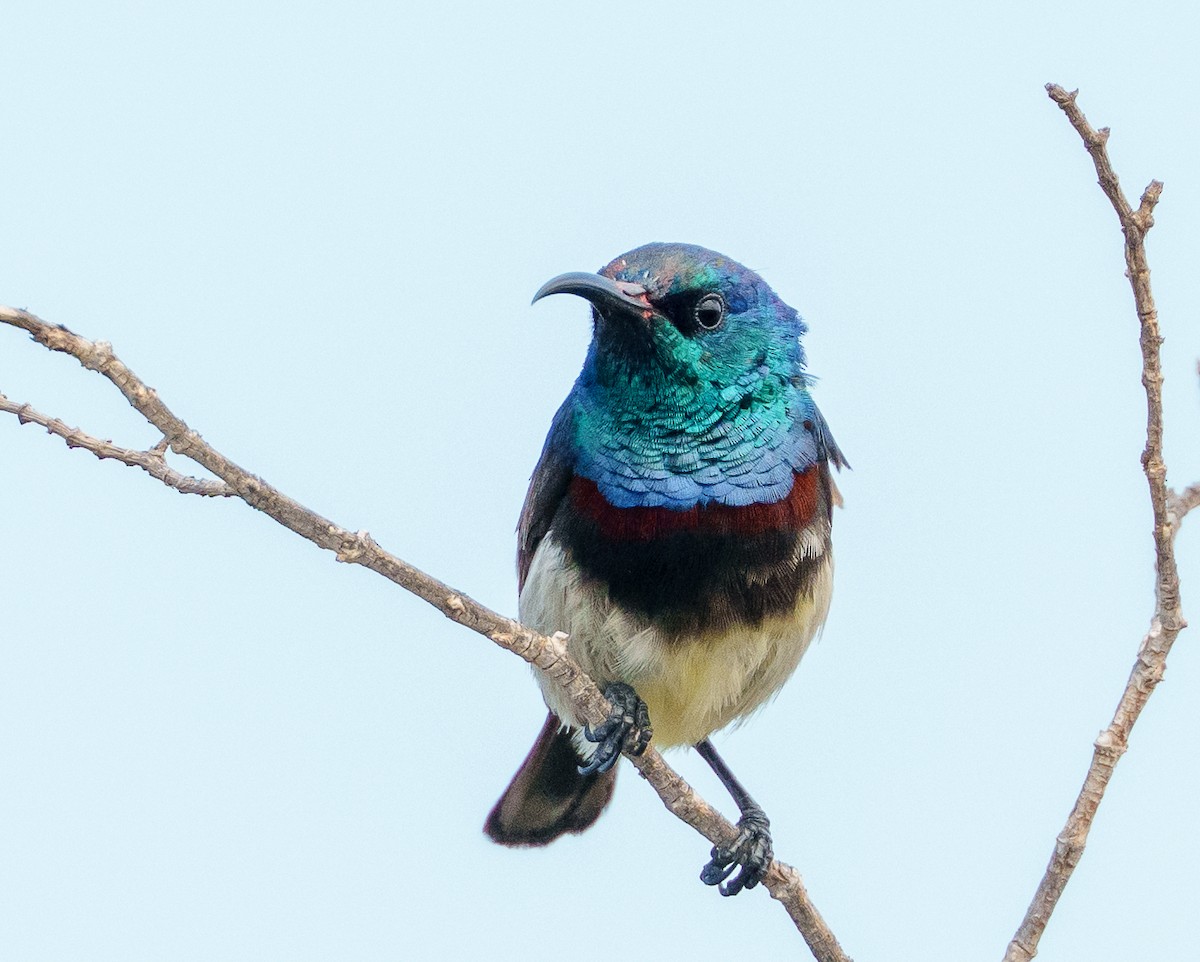 Souimanga Sunbird - ML645947130