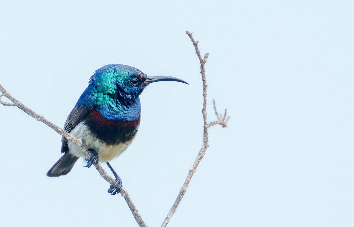 Souimanga Sunbird - ML645947131