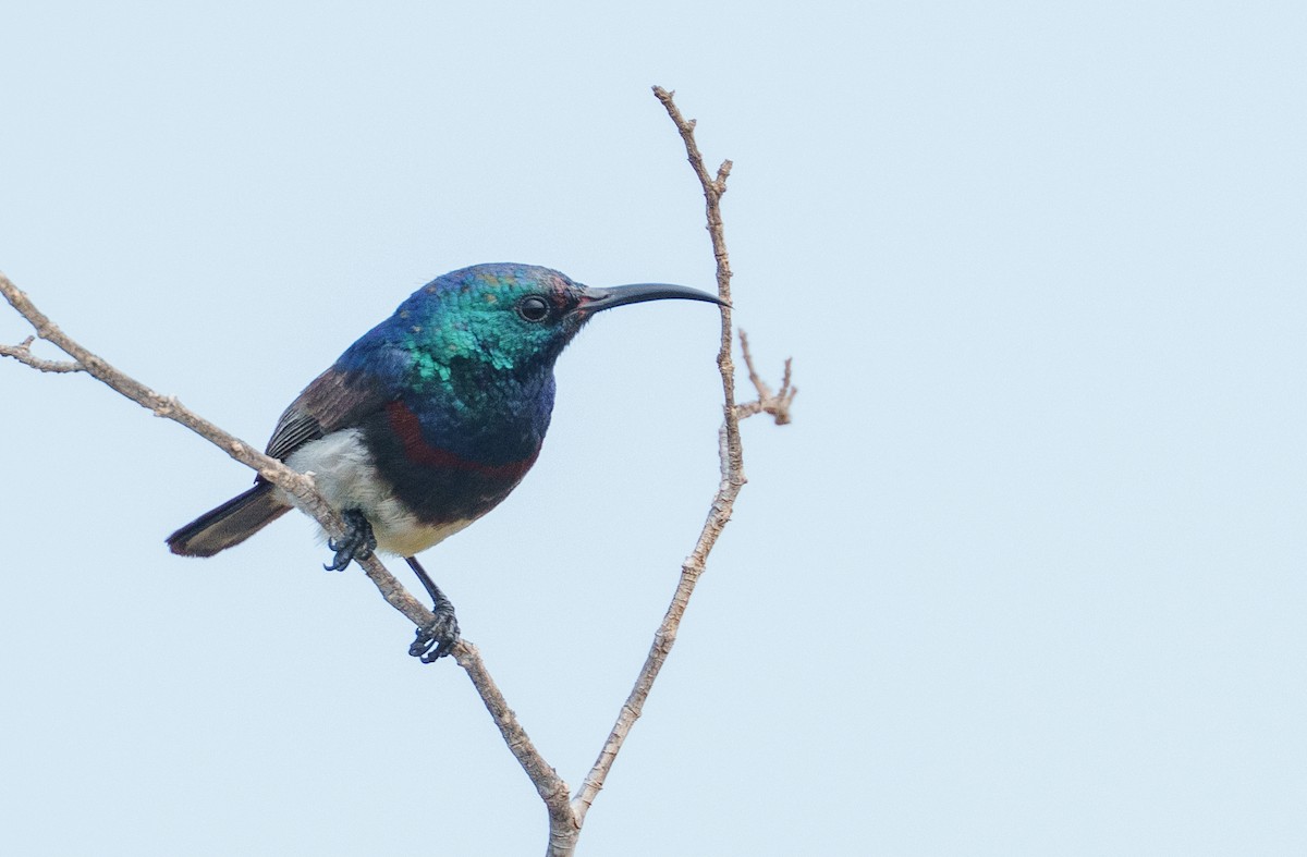 Souimanga Sunbird - ML645947132