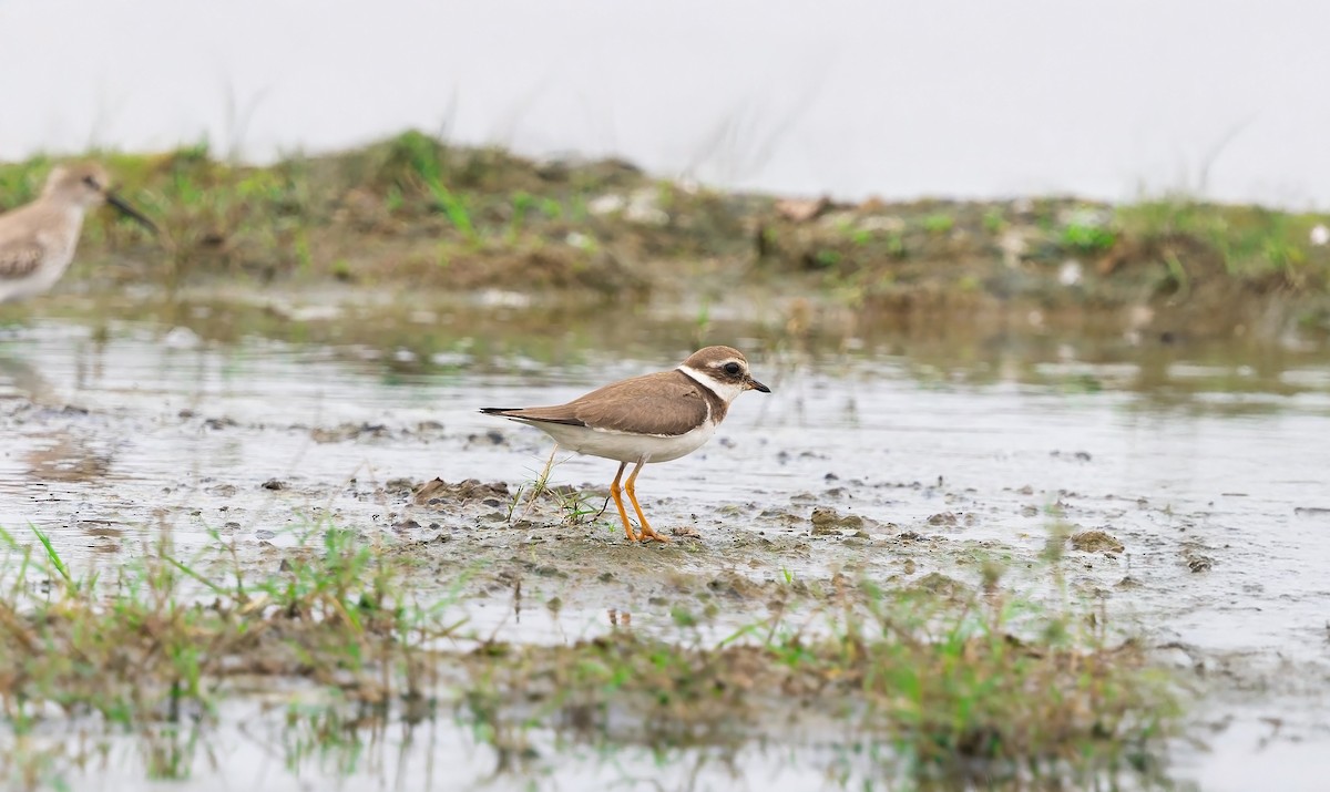 Common Ringed Plover - ML645947133