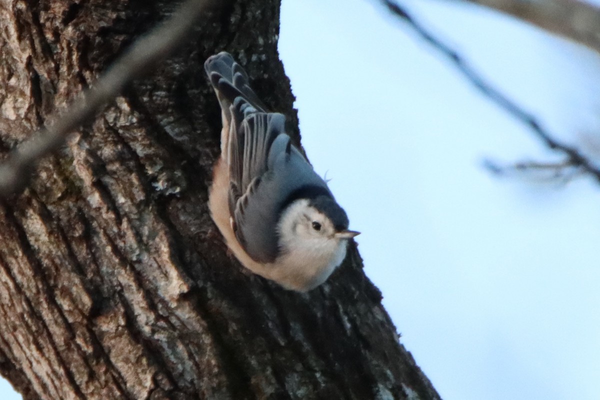 White-breasted Nuthatch - ML645947136