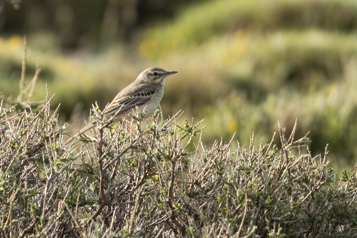 Tawny Pipit - ML645947137