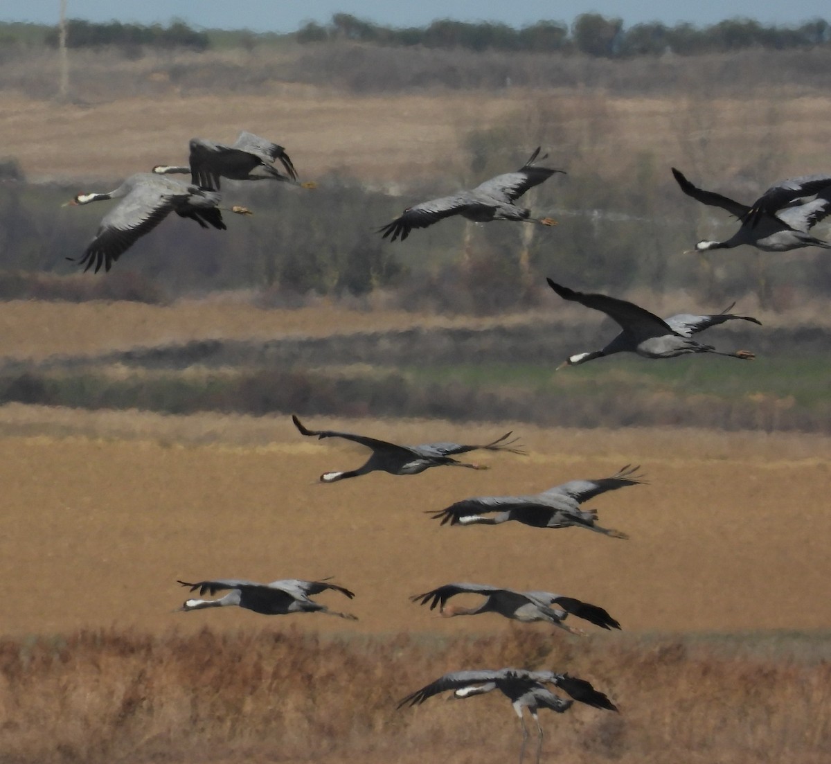 Common Crane - ML645947138