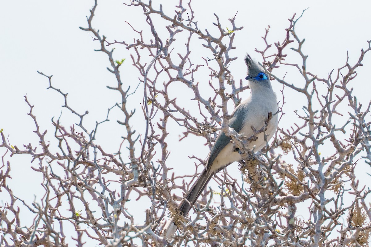 Verreaux's Coua - ML645947140