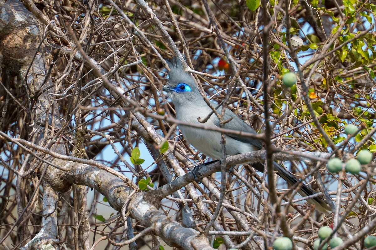 Verreaux's Coua - ML645947141