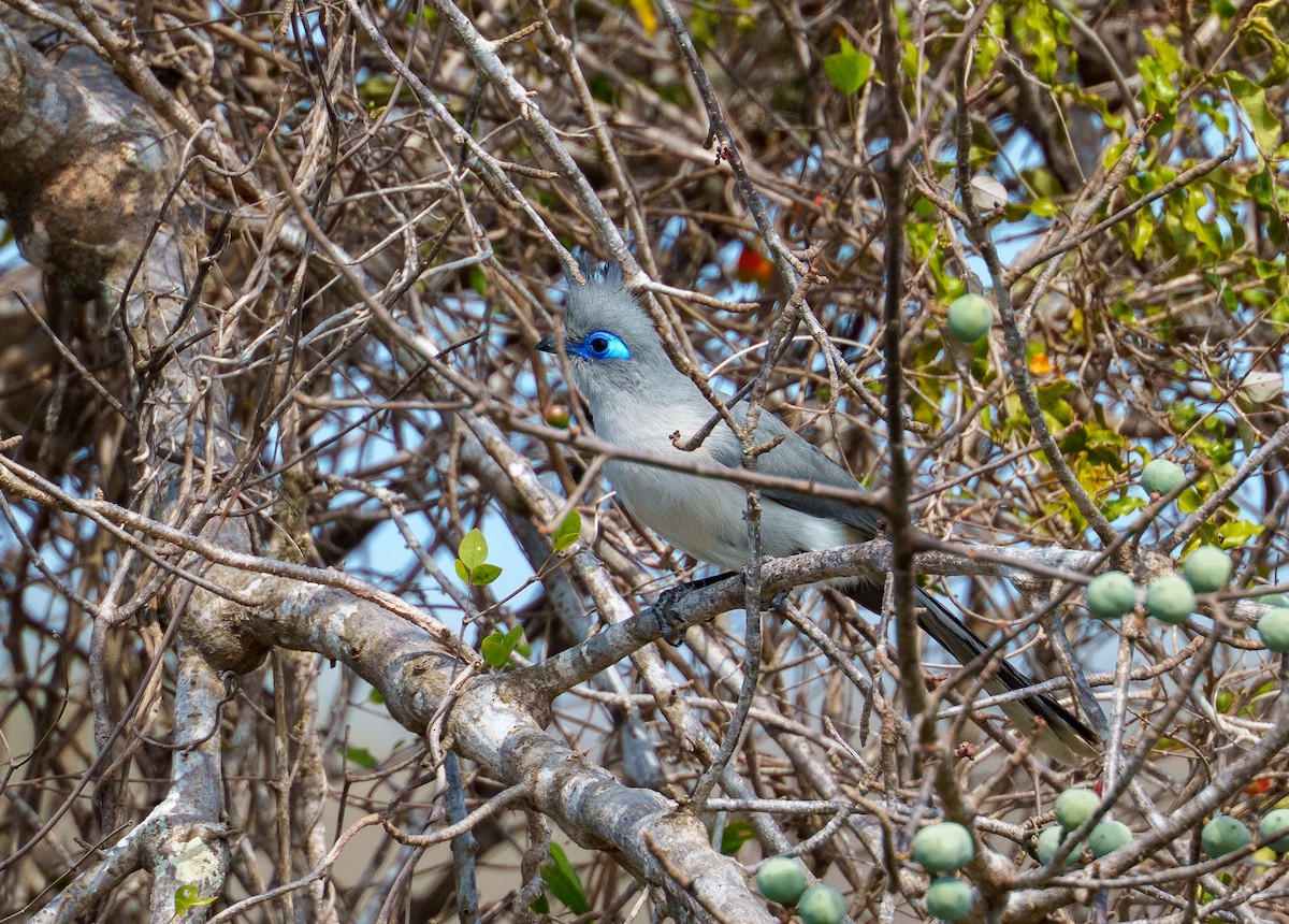 Verreaux's Coua - ML645947142