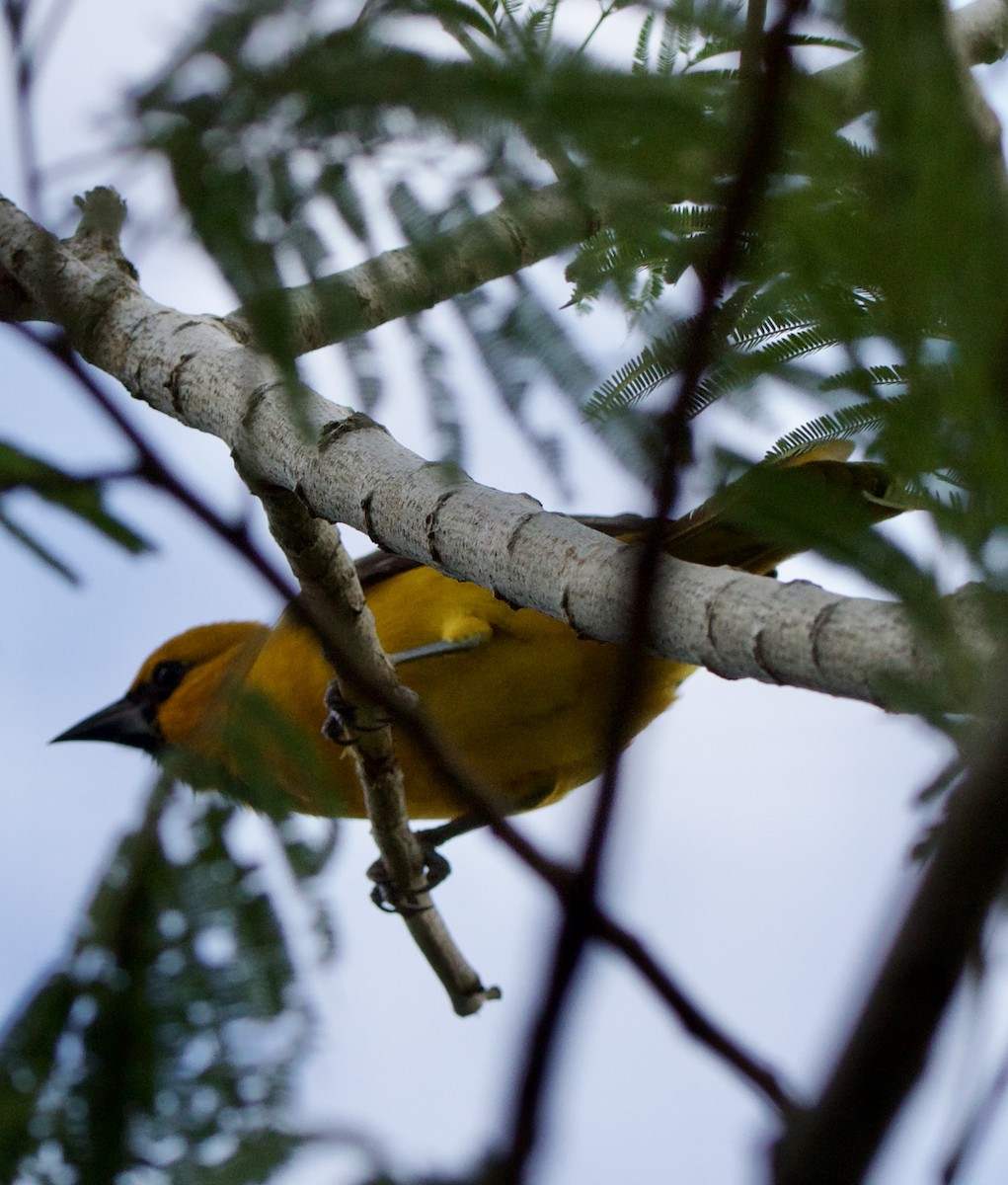 Altamira Oriole - ML645947143