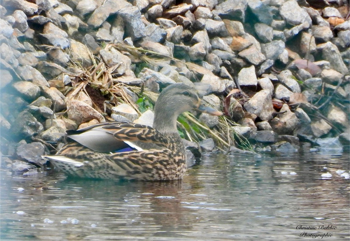 Mallard - ML645947146
