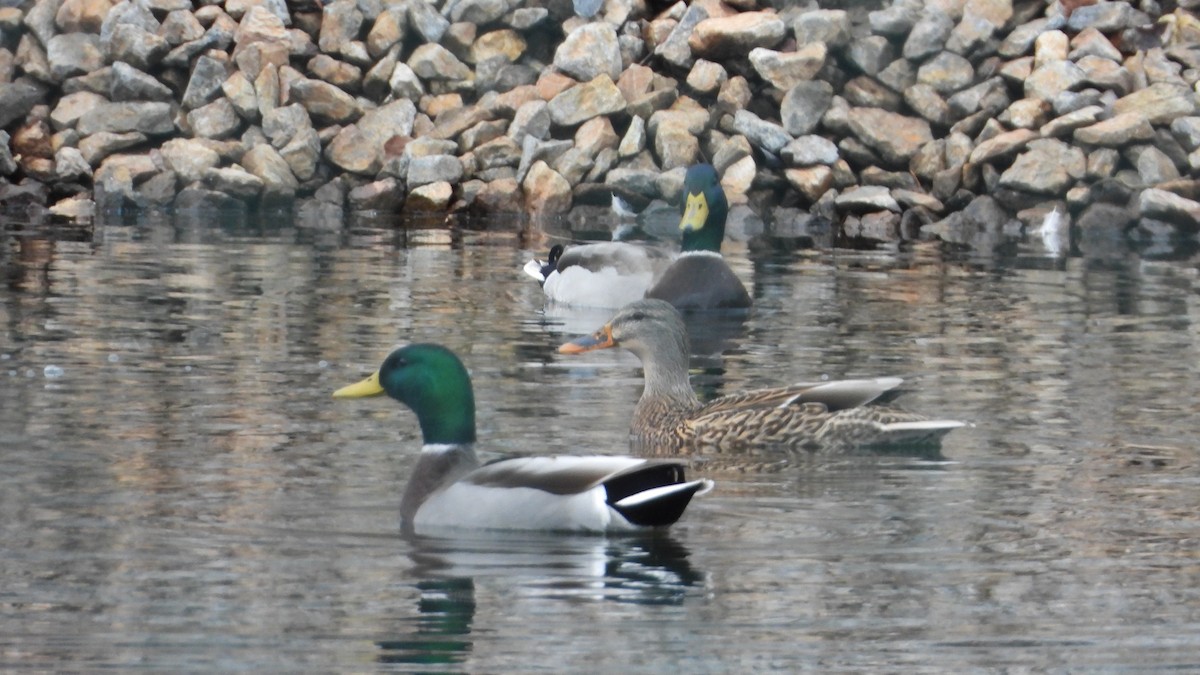Mallard - ML645947147