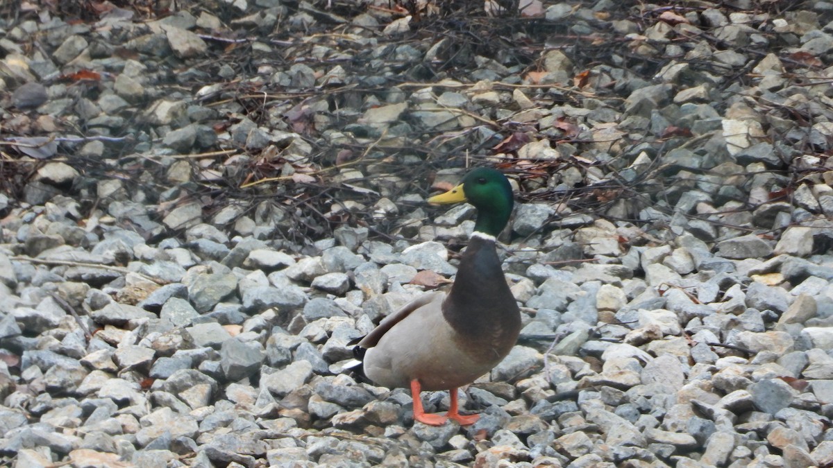 Mallard - ML645947148
